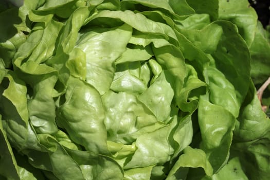Butterhead Lettuce