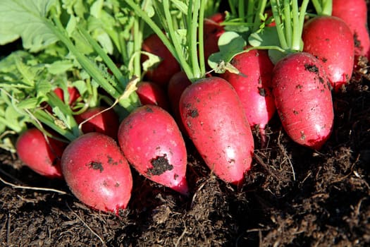 Fresh harvest organic Radish on the Field