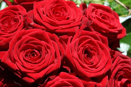 Bouquet of wonderful red Roses
