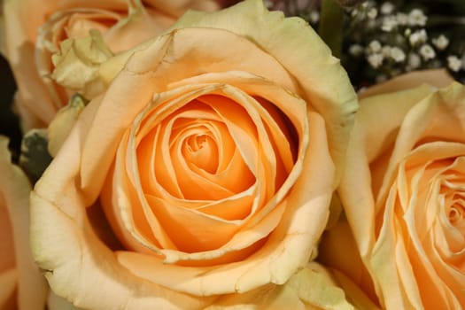 Bouquet of wonderful Roses