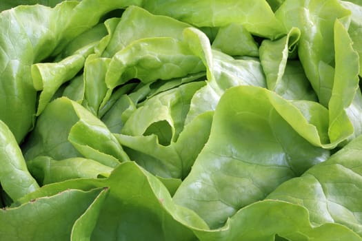 Butterhead Lettuce