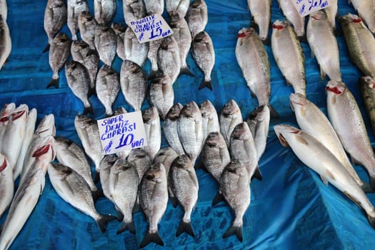 Fish Market in Istanbul. Turkey