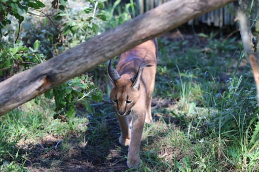 Caracal in South Africa