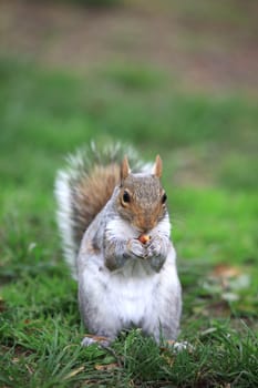 Eastern Gray Squirrel in Central Park. New York City. USA