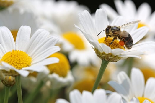 Bee on Oxeye Daisy