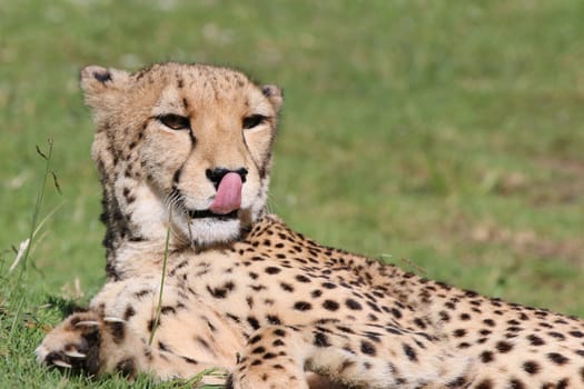 Cheetah in South Africa