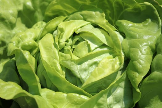 Butterhead Lettuce