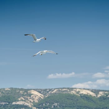 Seagulls fly after a boat near the island of Rab on the Adriatic Sea in Croatia