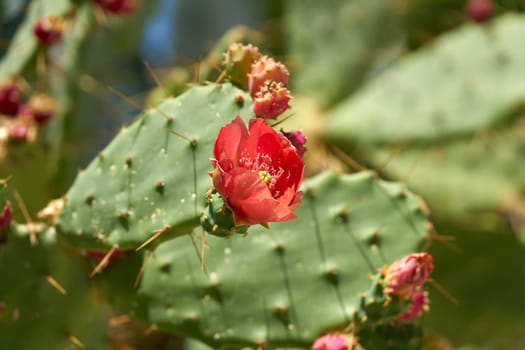 red flower of prickly pear cactus Opuntia ficus-indica in Mediterranean climate in Croatia