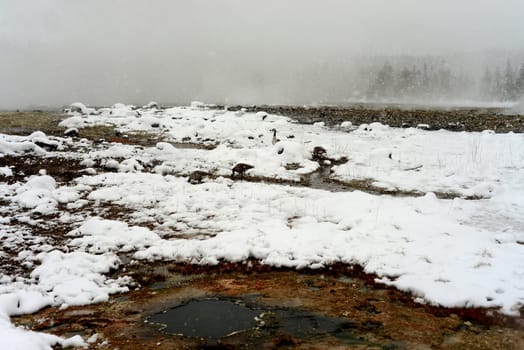 Canada geese at Geothermal pool in winter Yellowstone National Park on Madison river