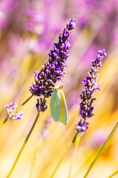 Lavender flowers and butterfly in garden, close-up.