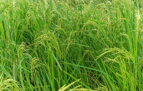 Rice paddy in rice field rural with cloud sky in daylight, Green field rural countryside, Paddy rice with green field