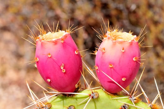 Large red and ripe prickly pear cactus fruit, cactus apples
