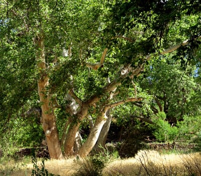 Giant Sycamore tree of Arizona Plantanus Wrightii