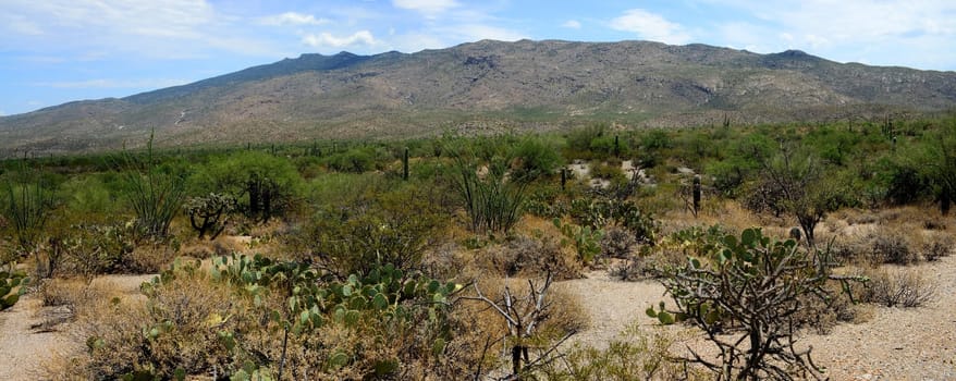 Rincon Mountains in the Sonora desert in central Arizona USA
