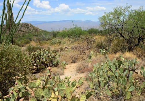 Mountain in the Sonora desert in central Arizona USA