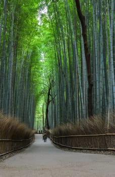 Green bamboo grove at Arashiyama touristy district, Kyoto prefecture in Japan