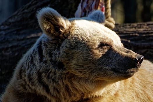 Syrian brown bear