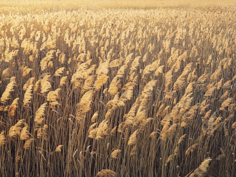 Dry reed texture in the sunset light. Parched wild bulrush plants, golden natural background