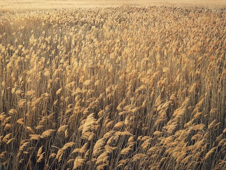 Dry reed texture in the sunset light. Parched wild bulrush plants, golden natural background