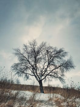 Cold winter scene with a bare lone tree on the snowy hill. Numb nature landscape, silence and solitude mood
