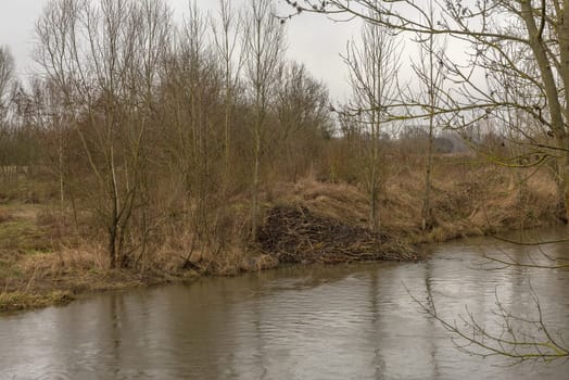 Large dam of the Eurasian beaver on the Nidda river, Frankfurt, Germany