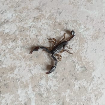 Scorpion isolated. Close up of scorpion. Insect.