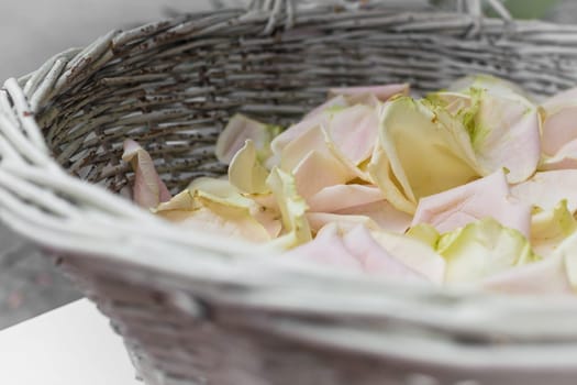 Wooden basket filled with  pink and yellow scented roses.