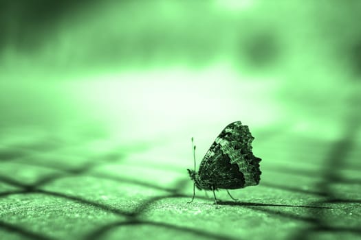 Close up of a butterfly on green blurry background.