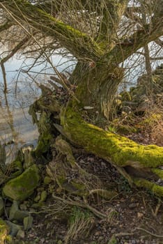 old willow tree trunk overgrown with moss