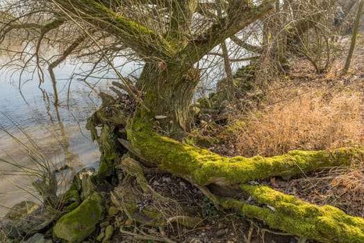 old willow tree trunk overgrown with moss