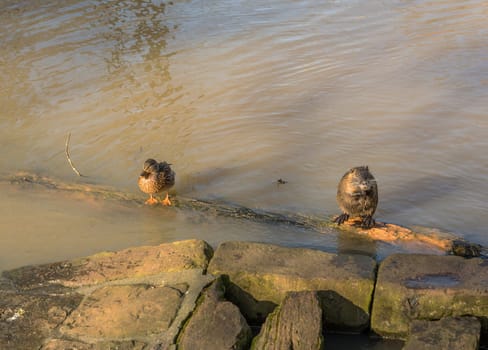 Coypu and mallard at a branch of the Nidda River, Frankfurt