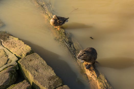 Coypu and mallard at a branch of the Nidda River, Frankfurt
