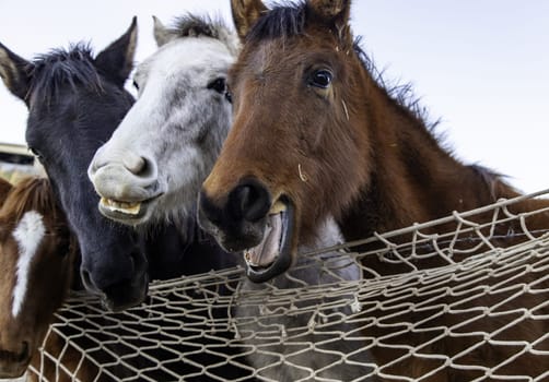 Horses in stable wild mammals, equestrian horse riding