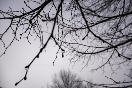 Shadow tree branches in forest, nature and landscape