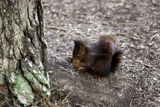 Squirrel in forest eating, nature and landscape, animals