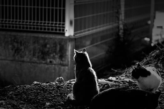 Black cat on the street, wild stray animals, pets