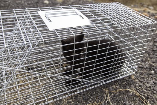 Cat locked cage trap, abandoned animals and hunting