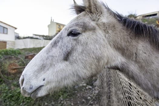 Horses in stable wild mammals, equestrian horse riding