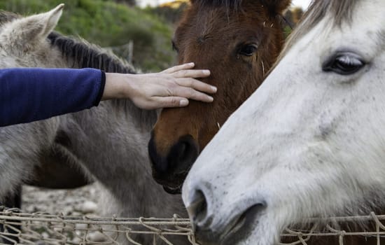 Horses in stable wild mammals, equestrian horse riding