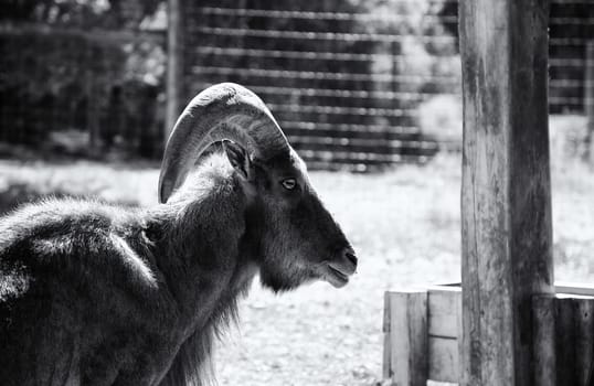 Goat in animal farm, rural life, livestock industry