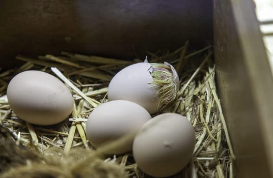 Chick being born in nest of eggs, life and nature