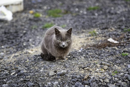 Abandoned street cats, stray animals, pets