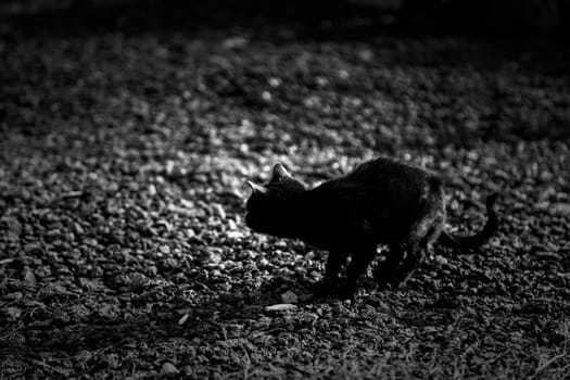Black cat on the street, wild stray animals, pets