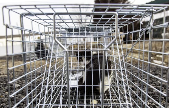Cat locked cage trap, abandoned animals and hunting