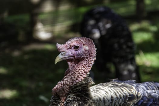 Wild turkey in nature, birds and animals