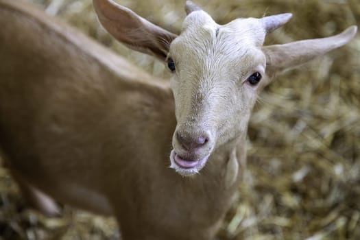 Goat kid in farm eating milk, mammal animals