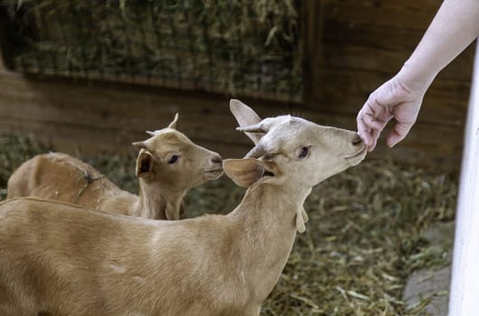 Goat kid in farm eating milk, mammal animals