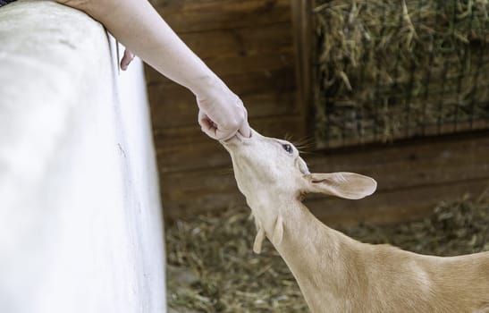 Goat kid in farm eating milk, mammal animals