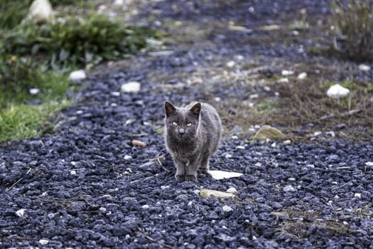 Abandoned street cats, stray animals, pets